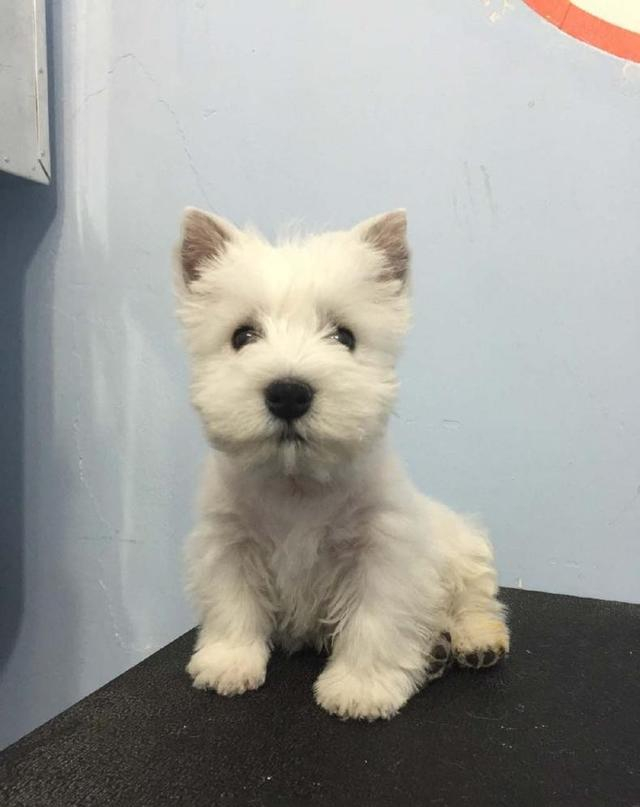 梗類犬一共有多少種，帶大伙兒來認識一下