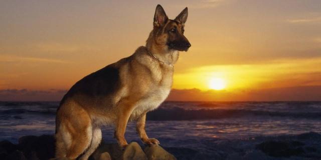大家喜愛牧羊犬嗎？假如喜愛那下邊幾類牧羊犬看一下有木有要想的？