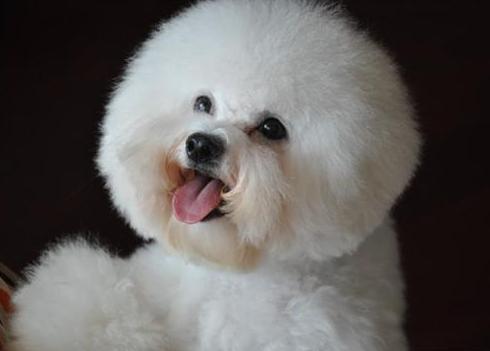 比熊VS白色貴賓犬，你可以分清嗎？