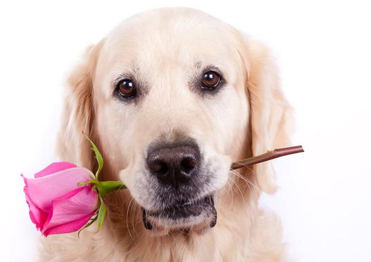 金毛vs拉布拉多犬，哪家更合適你？