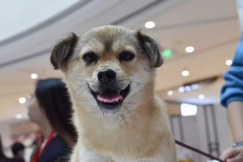 訓練狗狗的小方式~