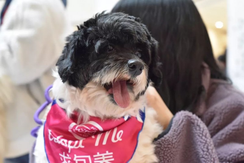 訓練狗狗的小方式~