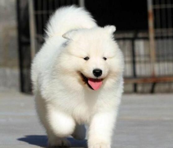 中型犬養什么好?適合家庭飼養的中型犬排名