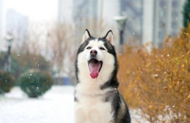 中型犬養什么好?適合家庭飼養的中型犬排名