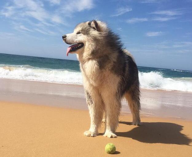 性格“最好的”5種中大型犬，你們想知道嗎？