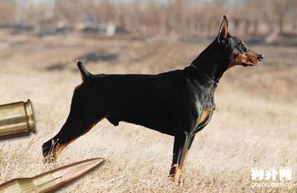 全世界軍犬品種有哪些？3大軍犬最威猛！