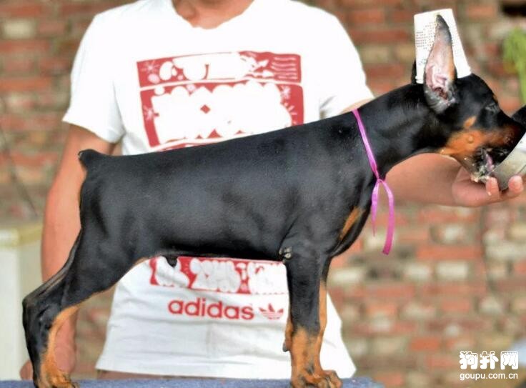 杜賓犬性格怎么樣，杜賓犬性格特點