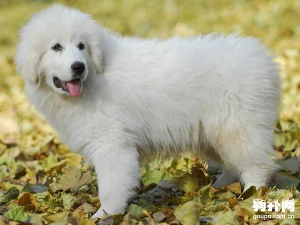 哪種大型犬最適合家養，盤點適合家養的10種大型犬