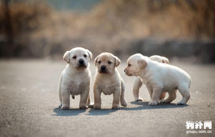 哪種大型犬最適合家養，盤點適合家養的10種大型犬
