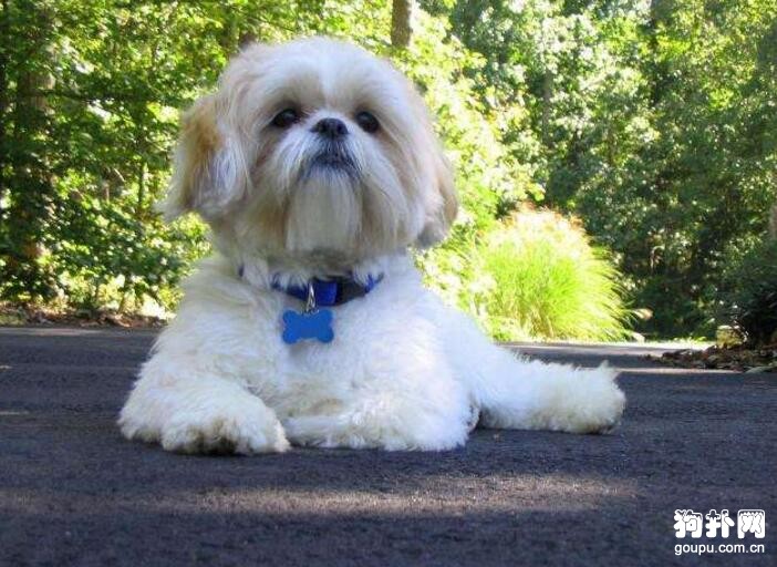 性格溫順的小型犬有哪些？趕緊看這里