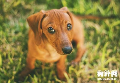 盤點4種溫順的中型犬，有你喜歡的類型嗎