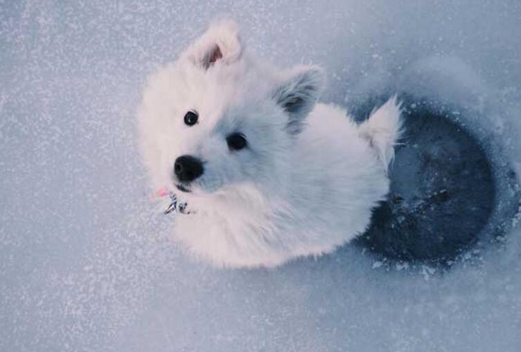 愛斯基摩犬多少錢一只
