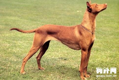 哪種大型犬最適合家養，盤點適合家養的10種大型犬