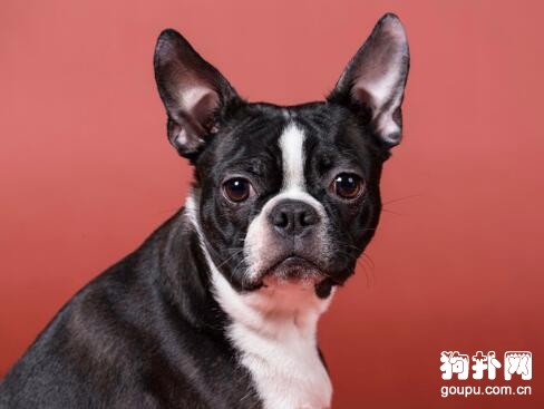 波士頓梗犬簡介- 波士頓梗智商及價格