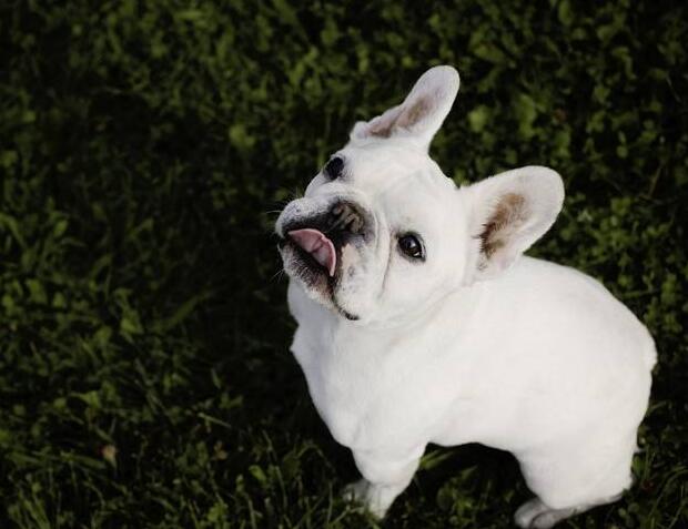 有哪些犬種是適合忙碌的上班族飼養的呢？
