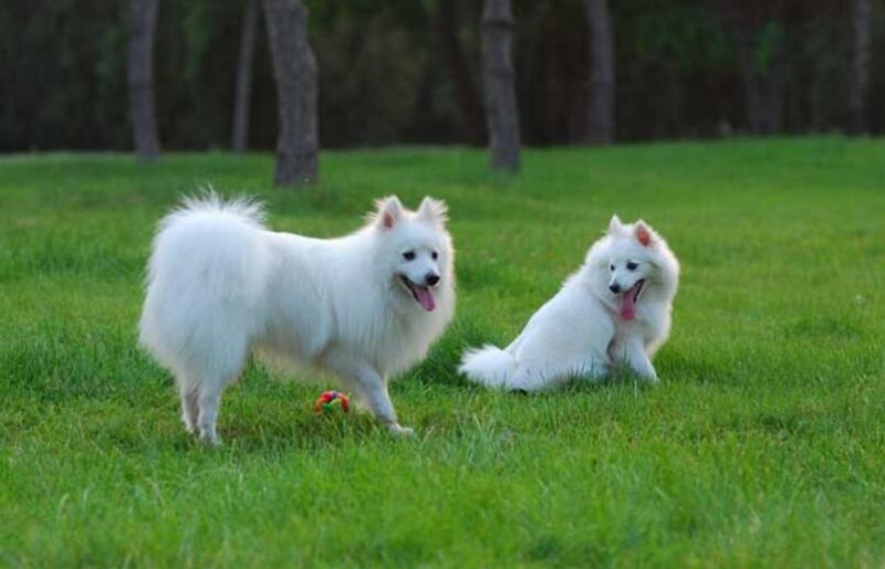 愛斯基摩犬多少錢一只