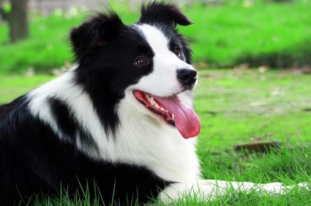 中型犬養什么好?適合家庭飼養的中型犬排名