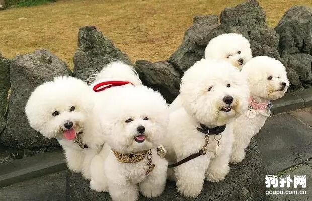 什么狗掉毛少？10大排名供你選擇!