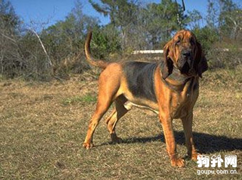 尋血獵犬簡介- 尋血獵犬價格及智商介紹