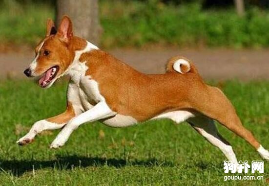 短毛大型犬都有哪些品種？盤點常見的四種短毛大型犬