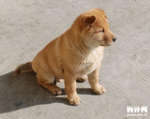 中國福犬市場價格大盤點