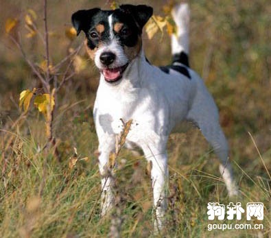 帕爾森羅塞爾梗標準- 帕爾森羅塞爾梗價格|圖片|智商|飼養