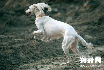 薩路基獵犬聰明嗎,薩路基獵犬智商排名