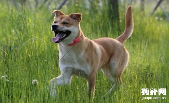 伴侶犬的最佳選擇，十大推薦趕緊收藏！