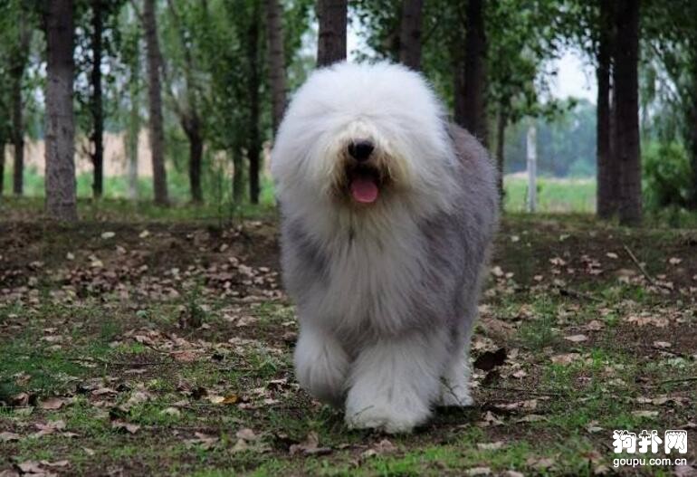 哪種大型犬最適合家養，盤點適合家養的10種大型犬
