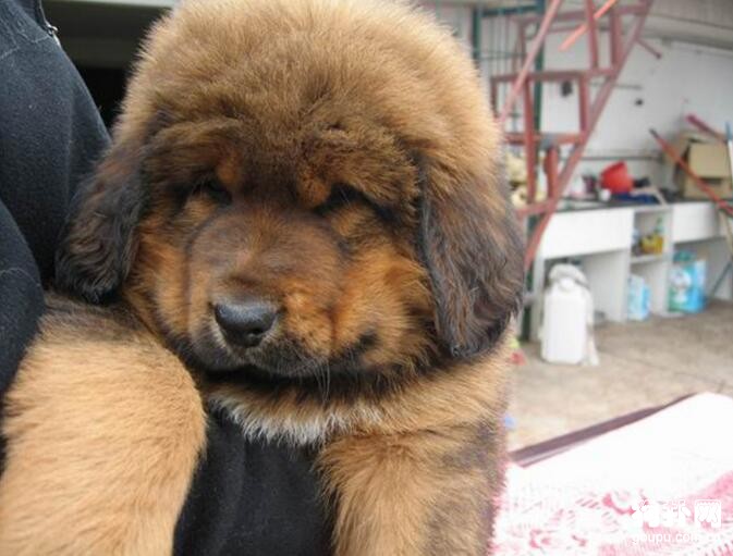 如何挑選一只健康的藏獒幼犬
