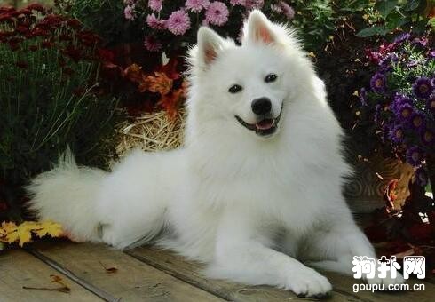 盤點4種溫順的中型犬，有你喜歡的類型嗎