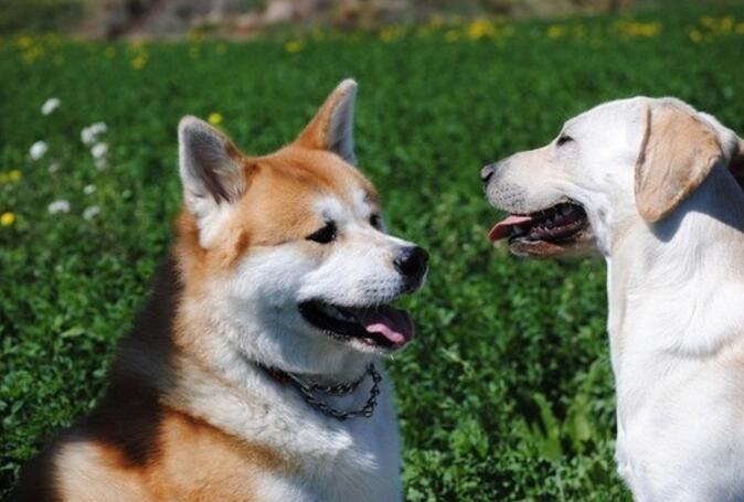 秋田犬幼犬價格多少錢一只