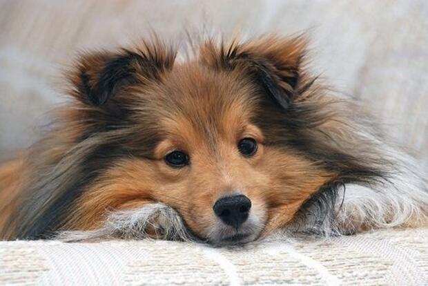 中型犬養什么好?適合家庭飼養的中型犬排名