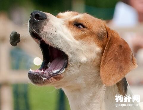 美國獵狐犬好養嗎- 美國獵狐犬特征|智商|價格