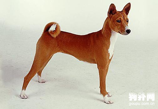 巴仙吉犬標準- 巴仙吉犬價格及智商排名