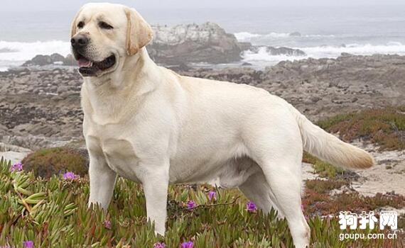 伴侶犬的最佳選擇，十大推薦趕緊收藏！