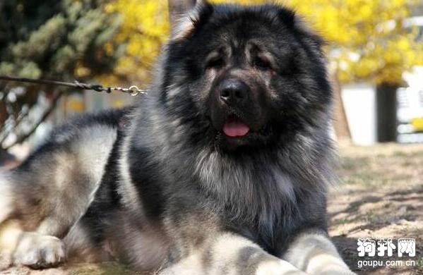 全世界軍犬品種有哪些？3大軍犬最威猛！