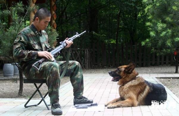 全世界軍犬品種有哪些？3大軍犬最威猛！