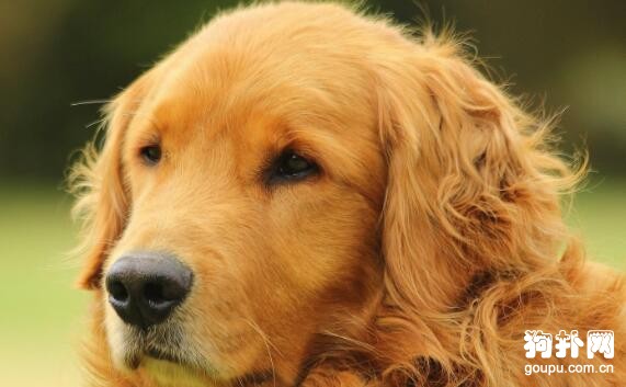 伴侶犬的最佳選擇，十大推薦趕緊收藏！