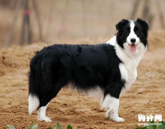 哪種大型犬最適合家養，盤點適合家養的10種大型犬