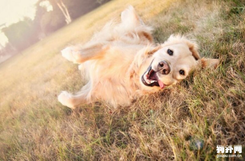 哪種大型犬最適合家養，盤點適合家養的10種大型犬