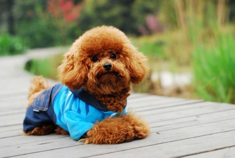 哪些小型犬品種比較好養