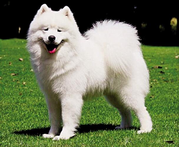 性格“最好的”5種中大型犬，你們想知道嗎？