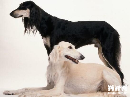 薩路基獵犬好養嗎？多少錢一只