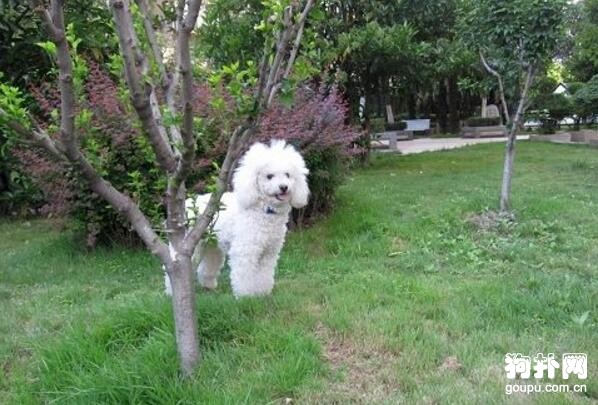 性格溫順的小型犬有哪些？趕緊看這里