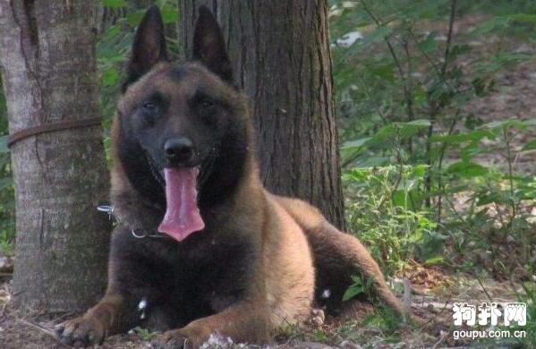 全世界軍犬品種有哪些？3大軍犬最威猛！