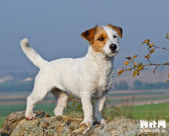 夏天飼養狗狗需要注意哪些問題?為什么狗狗更怕熱?