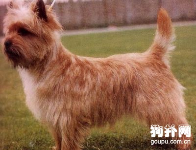 凱恩梗標準- 凱恩梗價格|智商|飼養方法