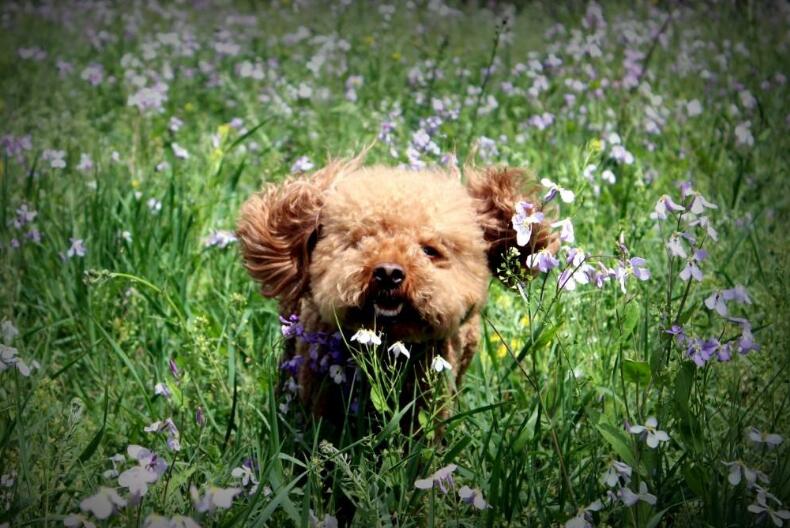 哪些狗狗容易飼養?適合新手飼養的犬種