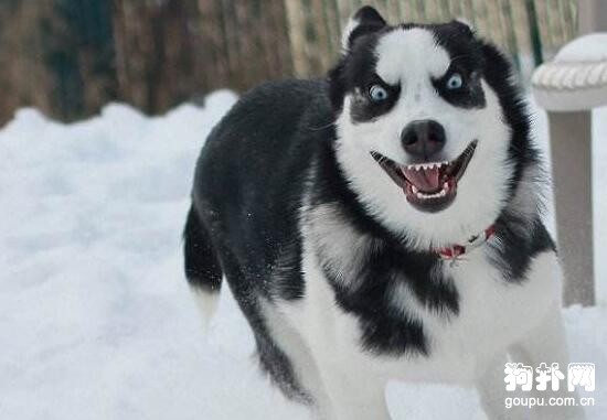 短毛大型犬都有哪些品種？盤點常見的四種短毛大型犬